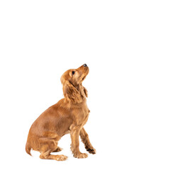Сurious dog looking up isolated on white