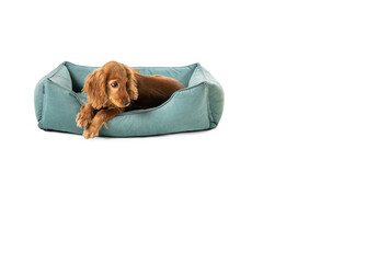 Cute puppy dog resting on dog bed isolated - 545890539
