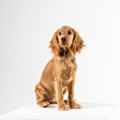 Spaniel puppy dog sitting in studio - 545890560