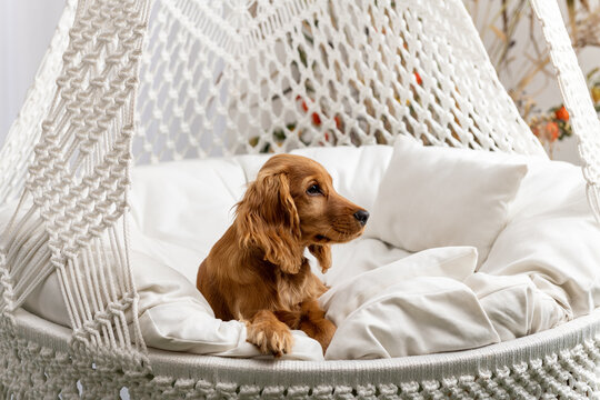 Cute brown puppy lies in the cradle