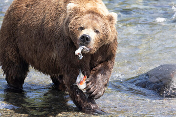 Fototapeta na wymiar Wild coastal brown bear catching fish in the river by Brooks Falls in Katmai National Park (Alaska). 