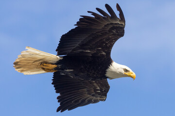 Wild bald eagle by Brooks Falls in Katmai National Park (Alaska).