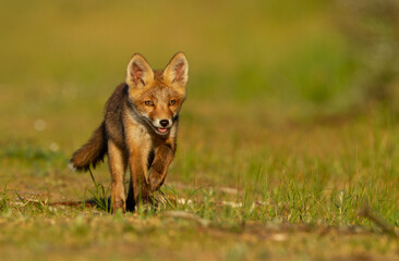 Red fox cub running and having fun.