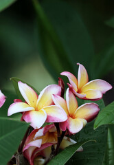 Plumeria