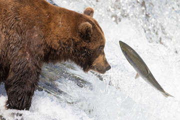 Wild coastal brown bear catching fish in the river by Brooks Falls in Katmai National Park...