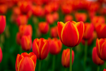 Fototapeta premium Orange and yellow tulips. Spring flowers background photo