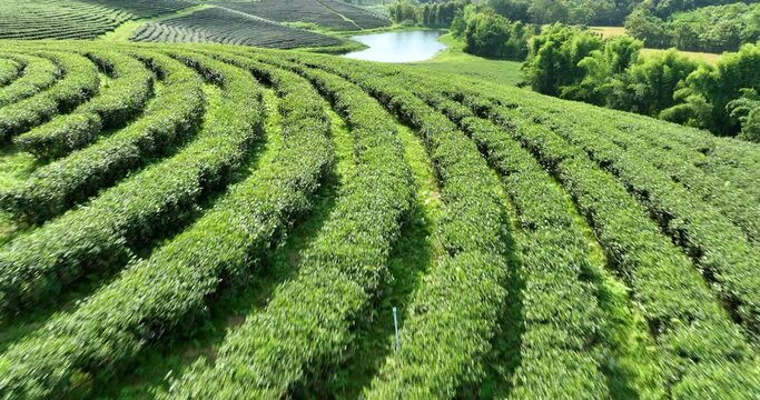 green tea plantation terrace at chiang rai thailand camera moving from drone, footage 4k video
