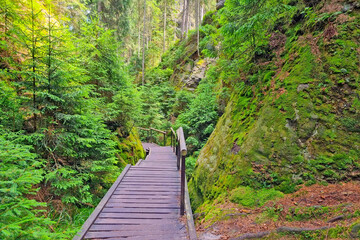 Fototapeta premium Wooden flooring in the forest for hiking.