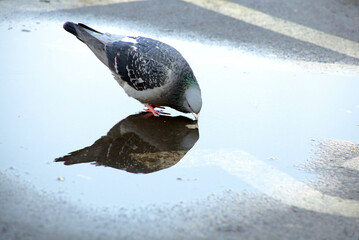 Thirsty pigeon drinking water from a puddle.