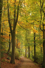 Fototapeta premium Beautiful autumn forest alley.