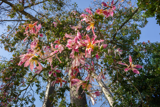 &aacute;rbol y flores de Ceiba speciosa o palo borracho
