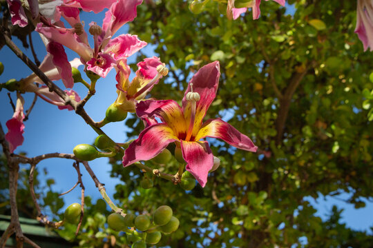 &aacute;rbol y flores de Ceiba speciosa o palo borracho