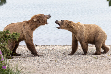Obraz premium Wild coastal brown bears courting each other by the coast of Katmai National Park in Alaska. 