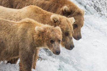 Obraz premium Wild coastal brown bear catching fish in the river by Brooks Falls in Katmai National Park (Alaska). 