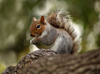 Naklejka na ściany i meble Cute grey squirrel sitting on the tree.