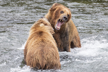 Obraz premium Wild coastal brown bear catching fish in the river by Brooks Falls in Katmai National Park (Alaska). 