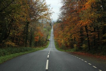Road bordered by trees against backdrop of overcast skies in autumn