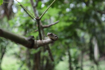 Obraz premium Face of a female oriental garden lizard which is laying on top of a small rubber stem