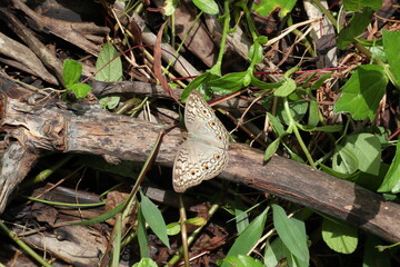 Overhead view of a Grey pansy butterfly spread its wings parallel and sits on a dry stem