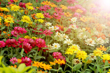 Beautiful colorful flowers in the garden.