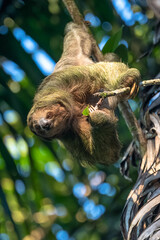 A sloth smiling at the camera while hanging in the Costa Rican jungle. Really cute sloth looking...