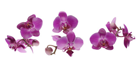 Naklejka na ściany i meble isolated orchid