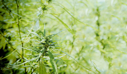 Closeup of cannabis flowers and green hemp leaves grown in open outdoor systems : Cannabis plants are used for both medical and scientific research on farms.