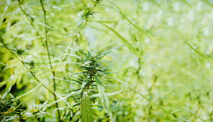 Closeup of cannabis flowers and green hemp leaves grown in open outdoor systems : Cannabis plants are used for both medical and scientific research on farms.