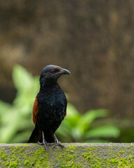 Greater coucal perched on a wall