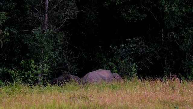 Two individuals flapping their ears and throwing dirk on their backs at edge of the forest, Indian Elephant Elephas maximus indicus, Thailand.