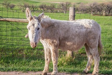 A Begging Burros in Custer State Park, Utah