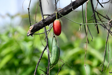 Coccinia grandis