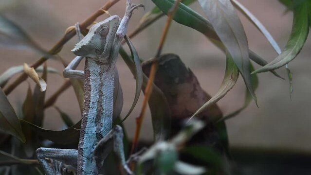iguana hangs on branches in a zoo terrarium, wildlife, reptile