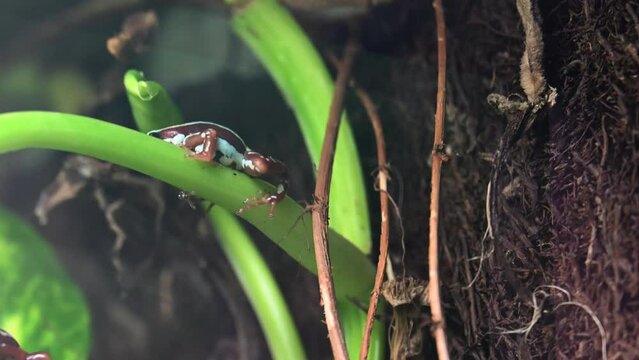 A frog is in a terrarium, tropical environment, wildlife