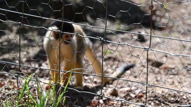 a small yellow monkey sits behind a metal fence in a zoo