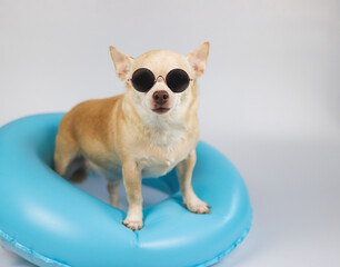 cute brown short hair chihuahua dog wearing sunglasses standing in blue swimming ring, isolated on white background.