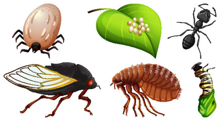Collection of different insects vector