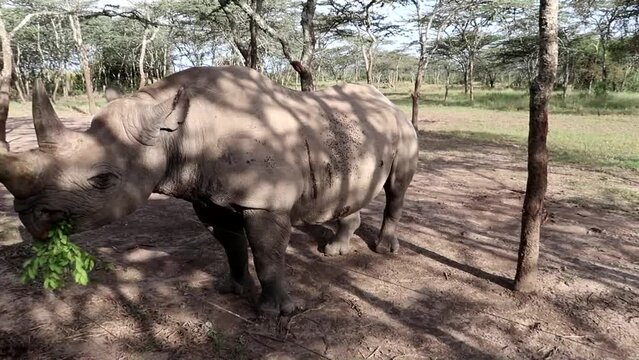 Close up of injured Baraka black rhino eating fresh leaves through fence in African reserve