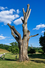 Historical Landmark Remains of Old Oak Tree in Takovo Park