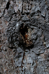 Texture of old boards, and the bark of a tree