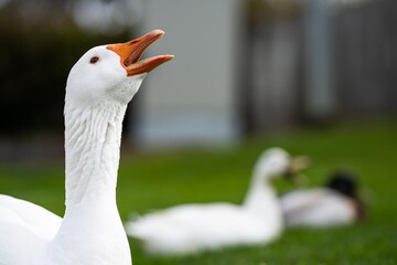 ducks and goose grazing on grass in a park in canada, in summer