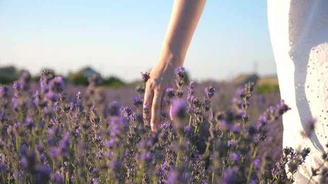 Close up of female hand touching purple flowers. Woman walking through lavender field and enjoying blooming plants. Girl strolling along floral meadow. Blurred background. Summer concept. Slow motion