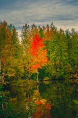 Clear autumn day at the forest lake