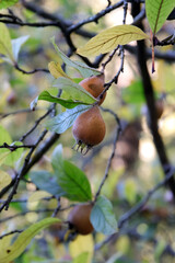 Obraz premium mispeln am baum
