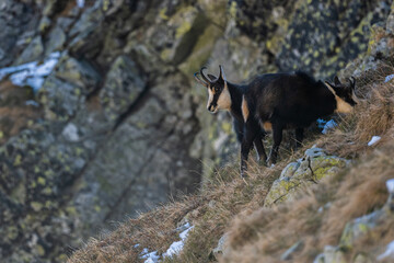 Tatra chamois, Rupicapra rupicapra tatrica, Tatra National Park, Slovakia.