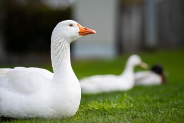 ducks and geese sleeping on a lake in spring