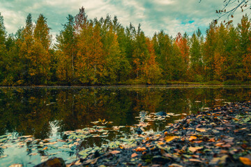 In early autumn near a forest arable river