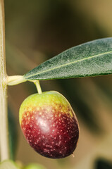 front view, close distance of a single, unripe, back olive with a single, unripe, black olive, green leaf on branch of a young olive tree, in Provence, France


