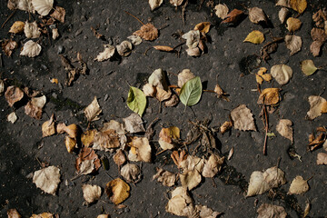 On the dark asphalt lies a bright maple leaf. Yellow leaf on a dark background. On the gray asphalt lies a yellow fallen sheet.