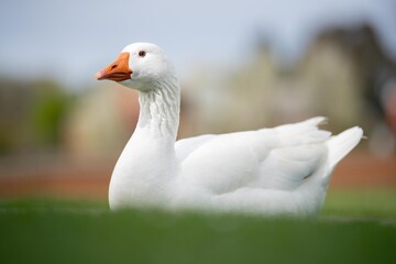 ducks and goose grazing on grass in a park in canada, in summer